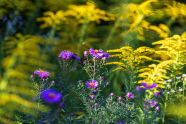 Lila Aster und Goldrute im Garten - NDF01590