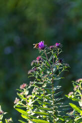 Honey bee on purple aster flower plants in garden - NDF01591