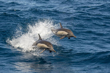 Mexico, Baja California, Two breaching common dolphins (Delphinus delphis) - TOVF00331