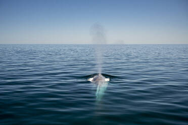 Mexiko, Baja California, Blauwal (Balaenoptera Musculus) beim Brüten in der Sea of Cortes - TOVF00338