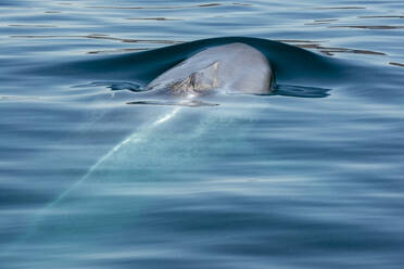 Mexiko, Baja California, Blauwal (Balaenoptera Musculus) beim Brüten in der Sea of Cortes - TOVF00339