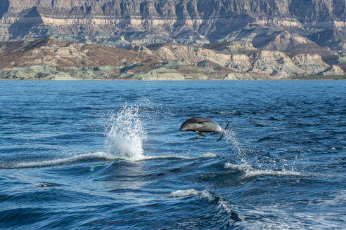 Mexiko, Baja California, Großer Tümmler bricht in der Sea of Cortes - TOVF00340