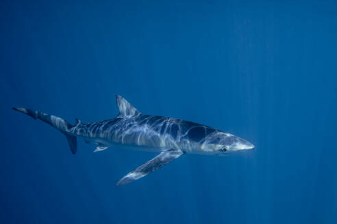 Mexiko, Baja California, Unterwasseransicht eines Blauhais (Prionace glauca) - TOVF00345