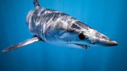 Mexico, Baja California, Underwater view of shortfin mako shark (Isurus oxyrinchus) - TOVF00346