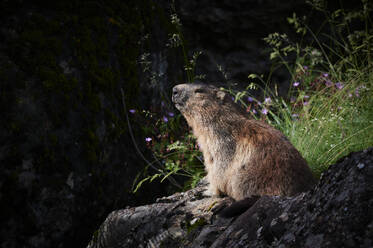 Full body of cute fluffy brown fur cane rat sitting on stone in green forest with rocky terrain against dark outdoor background on sunny day - ADSF47149