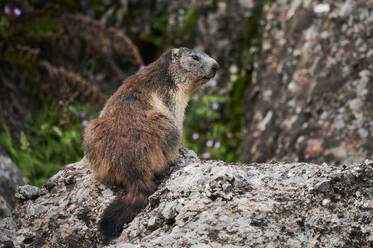 Full body of cute fluffy brown fur cane rat sitting on stone in green forest with rocky terrain against dark outdoor background on sunny day - ADSF47151