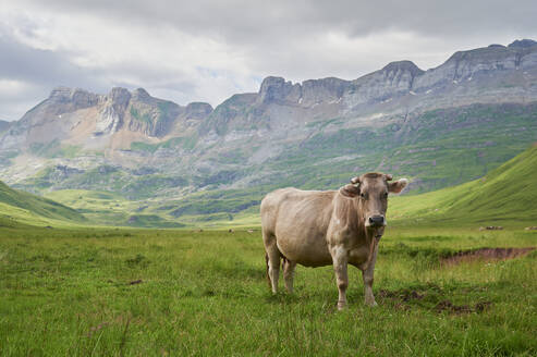 Full body of whitish brown color chubby mature cow pasturing on grassy meadow near mountain ridge on cloudy day in Aragon Pyrenees Aguas Tuertas Spain - ADSF47152