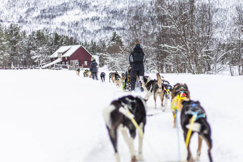 Back view of anonymous males in warm clothes looking away while walking with pack of domesticated dogs and sled on Lapland snowy terrain against home and trees covered with frost - ADSF47170