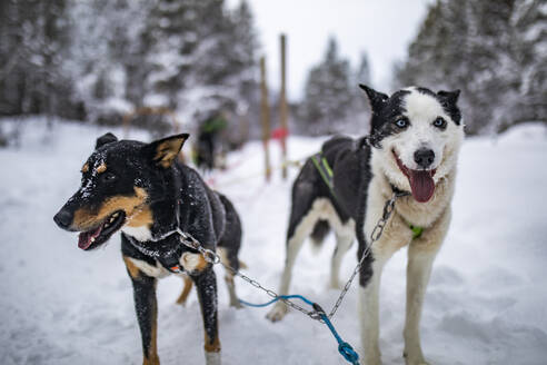 Adorable fluffy husky dogs looking at camera while tied with ropes on snowy ground of Lapland Norway against blurred forest trees with frost - ADSF47171