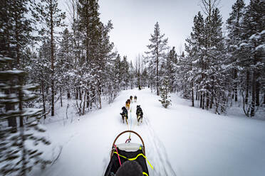 Crop anonymous male while sitting on sled tied to running pack of domesticated pet dogs against snow covered forest trees of Lapland Norway in daylight - ADSF47176