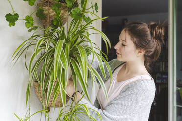 Teenager taking care of potted spider plant on balcony - IHF01712