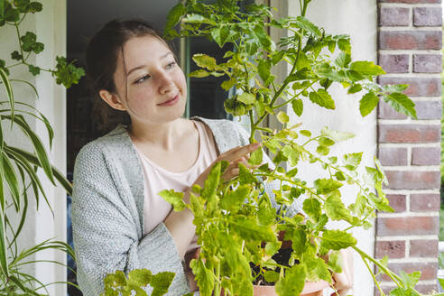Teenagerin untersucht Tomatenpflanze auf dem Balkon - IHF01721