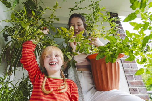 Cheerful girl holding tomato plant with elder sister on balcony - IHF01725
