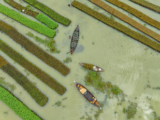 Luftaufnahme eines traditionellen schwimmenden Gemüsegartens entlang eines Baches in einem Plantagenfeld in Nazipur, Barisal, Bangladesch. - AAEF22023