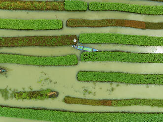 Aerial view of traditional floating vegetables garden along the creek in a plantation field in Nazipur, Barisal, Bangladesh. - AAEF22026