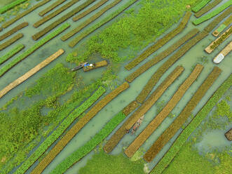 Aerial view of traditional floating vegetables garden along the creek in a plantation field in Nazipur, Barisal, Bangladesh. - AAEF22030