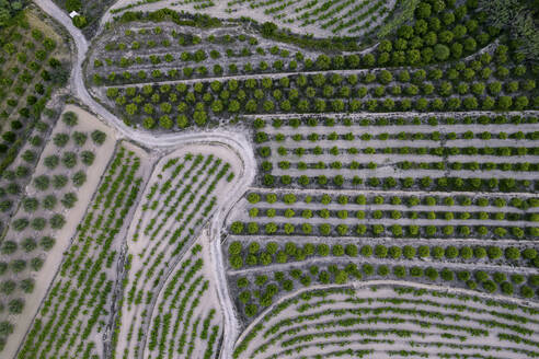 Luftaufnahme einer Serpentinenstraße in einem grünen landwirtschaftlichen Gebiet, Zona Encinas, Cumbre del Sol, Alicante, Spanien. - AAEF22103