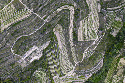 Luftaufnahme einer Serpentinenstraße in einem grünen landwirtschaftlichen Gebiet, Zona Encinas, Cumbre del Sol, Alicante, Spanien. - AAEF22104