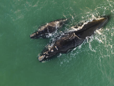 Aerial view of southern right whale (Eubalaena australis) and calf off Struisbaai about four kilometres from Cape Agulhas, the southernmost point of the African continent, Western Cape, South Africa. - AAEF22173