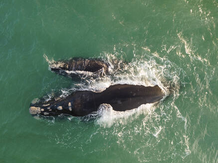 Aerial view of southern right whale (Eubalaena australis) and calf off Struisbaai about four kilometres from Cape Agulhas, the southernmost point of the African continent, Western Cape, South Africa. - AAEF22174