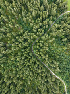 Aerial view of a walking path across the forest with trees in Grindelwald, Bernese Alps, Swiss Alps, Bern, Switzerland. - AAEF22521