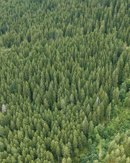 Aerial view of forest trees on the mountains in Grindelwald, Bernese Alps, Swiss Alps, Bern, Switzerland. - AAEF22522