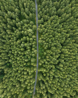 Aerial view of a road across the forest with trees in Grindelwald, Bernese Alps, Swiss Alps, Bern, Switzerland. - AAEF22523