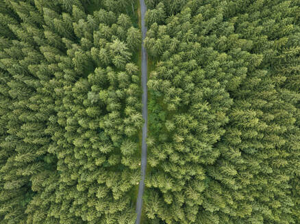 Aerial view of a road across the forest with trees in Grindelwald, Bernese Alps, Swiss Alps, Bern, Switzerland. - AAEF22524