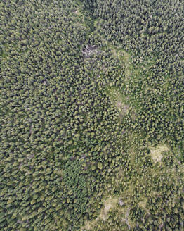 Aerial view of trees in a forest on the mountain crest on the Dolomites, Ortisei, Trentino, South Tyrol, Italy. - AAEF22593