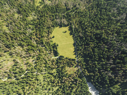 Luftaufnahme eines Waldes mit Bäumen am Gipfel der Croda dei Baranci (Birkenkofel) in den Dolomiten, Innichen, Trentino, Südtirol, Italien. - AAEF22720