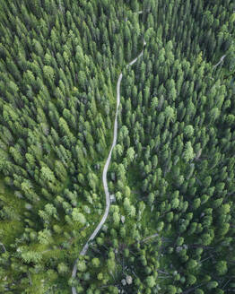 Luftaufnahme einer Straße durch den Wald mit Bäumen am Misurina-See, Auronzo di Cadore, Dolomiten, Venetien, Italien. - AAEF22744