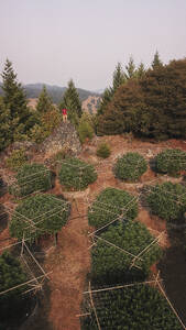 Aerial view of Cannabis plant and trimmer in Northern California, United States of America. - AAEF22859