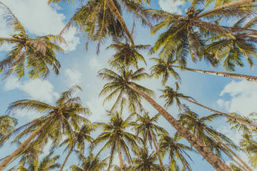 Landscape of green tropical forest with many coconut palm trees - Coconut forest on Siargao Island, Philippines - DMDF04903