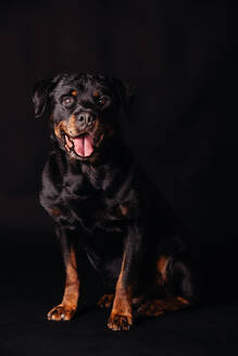 Portrait obedient black dog sitting on black textile and looking at camera in dark studio - ADSF47216