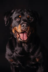 Crop portrait obedient black dog sitting on black textile and looking at camera in dark studio - ADSF47217