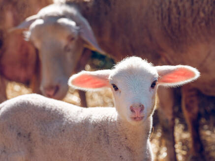 Fluffy white little baby sheep with big ears standing on farm land near flock of domestic sheep and looking at camera in sunny day - ADSF47370