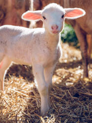 Cute white lamb with big ears standing on dry hay in farm enclosure near sheep and looking at camera - ADSF47371