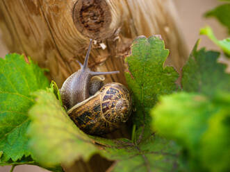 Closeup of big brown snail with shell crawling on tree trunk near green leaves in nature - ADSF47410