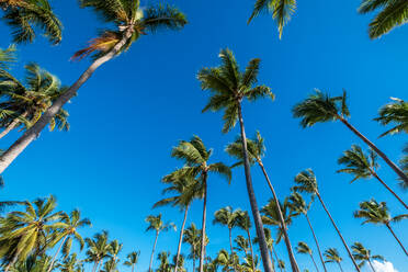 Low angle of exotic green leafed palms with tall trunks standing together in bright sunshine in tropical climate under blue cloudless sky - ADSF47431