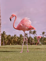 Side view of beautiful pink flamingo with long neck and legs and curve big beak walking on green grassy lawn near exotic palms in summer day - ADSF47444