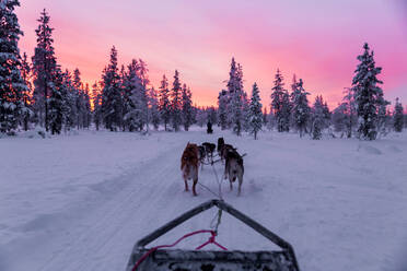 Back view of anonymous men in warm clothes walking with a pack of domesticated dogs and a sled on a snowy terrain against frost covered trees and a pink sky - ADSF47481