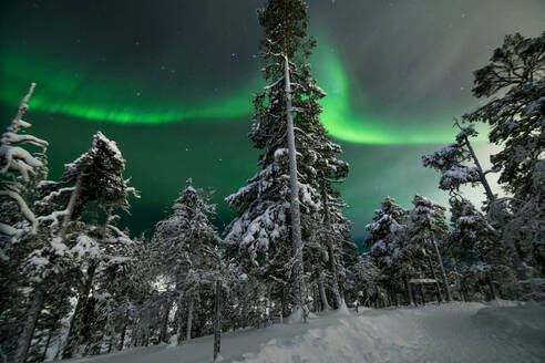 From below of bright night sky with shining aurora borealis over silhouettes of snow covered coniferous trees growing in forest - ADSF47483
