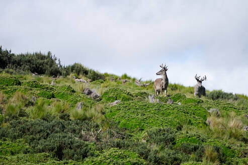 From below wild deers with gray fur standing on green lush moss in Ecological Reserve of Ecuador on sunny day - ADSF47585