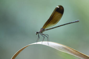 Selective focus of wild dragon-fly with brown wings sitting on leaf in countryside in summer - ADSF47586