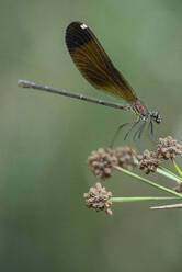 Selective focus of wild dragon-fly with brown wings sitting on small purple flower in countryside in summer - ADSF47587