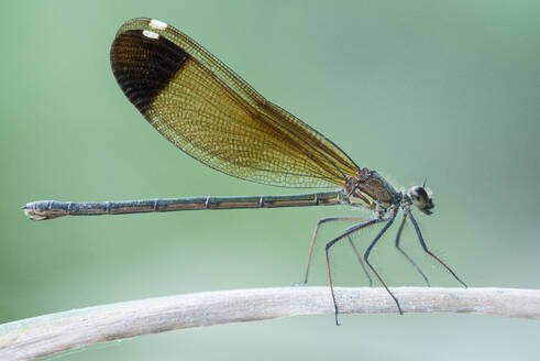 Selective focus of wild dragon-fly with brown wings sitting on branch in countryside in summer - ADSF47589