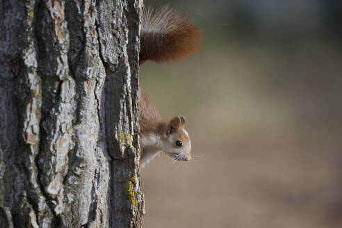 Side view of adorable little squirrel with fluffy fur climbing down on dry tree trunk in forest - ADSF47590