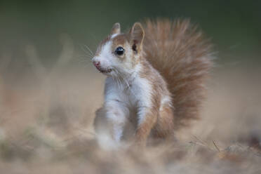 Wild furry brown squirrel with fluffy tail sitting on dry grassy ground in autumn park - ADSF47592