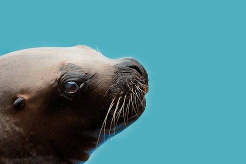 From below of brown sea lion relaxing against cloudless blue sky - ADSF47596