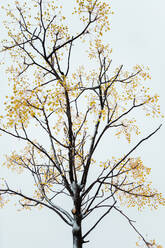 Dry tree with wavy branches covered with snow on white terrain in city in sunlight - ADSF47661